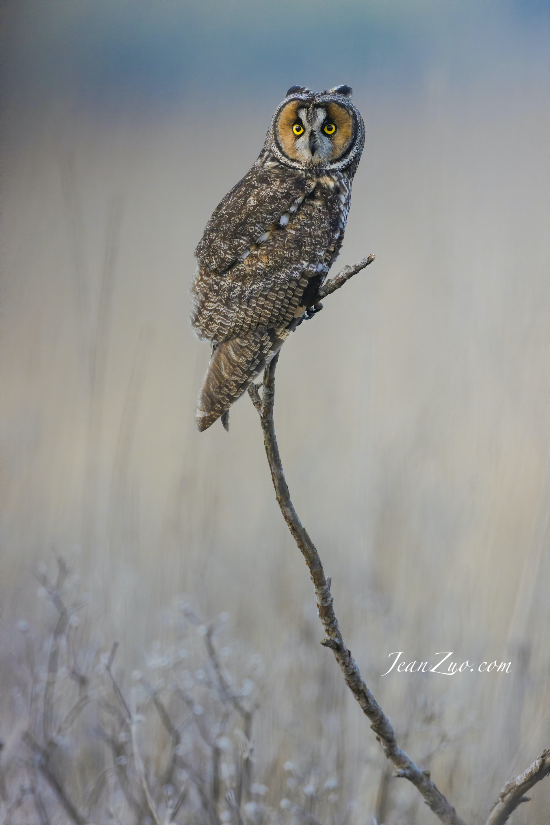 Reed Perch