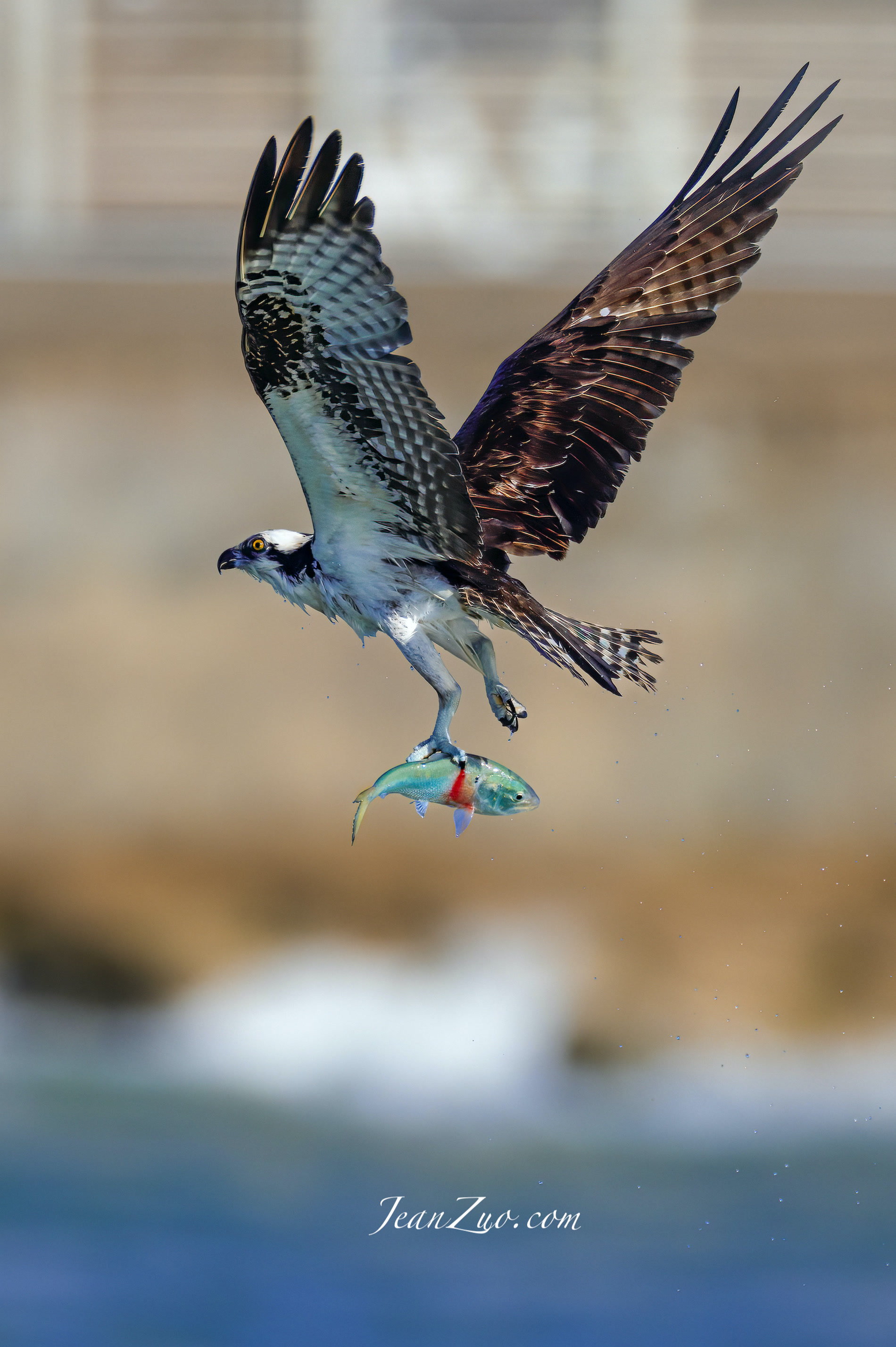 The Catch