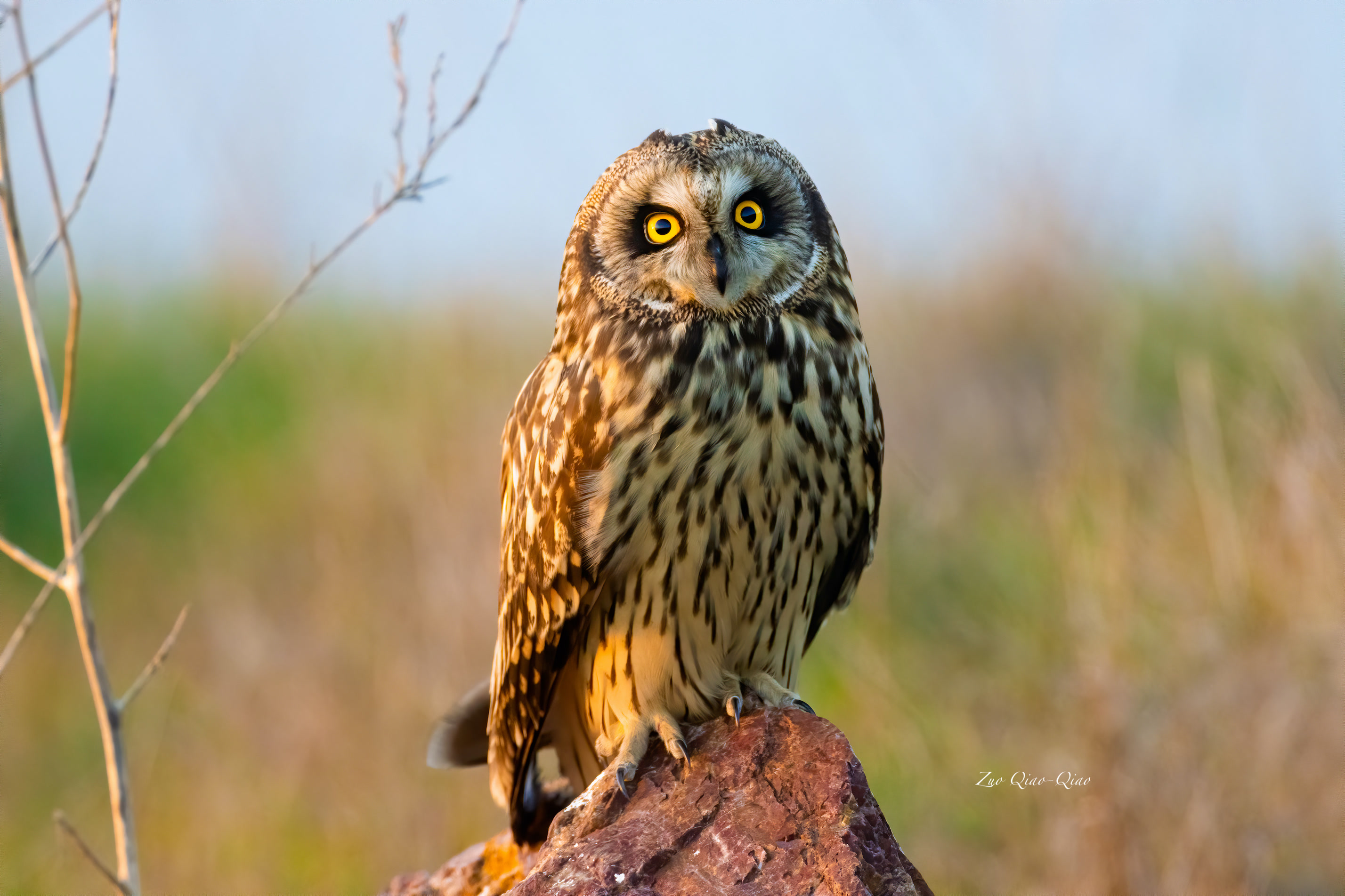 Marsh Hunter